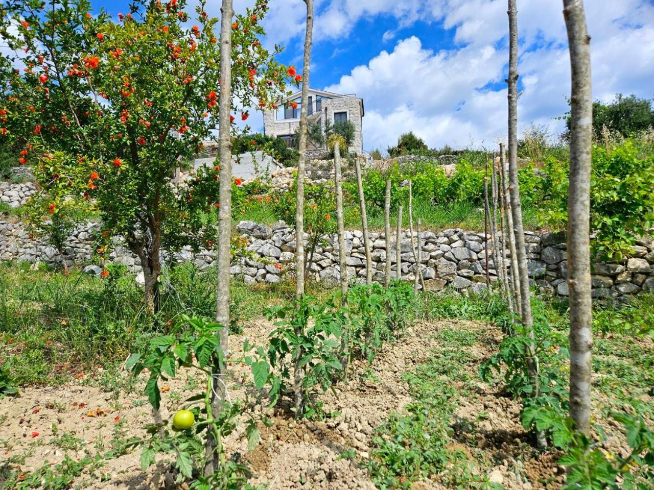 Villa Bepina, Surrounded By Sea, Olive, Vineyard Kastel Novi Luaran gambar